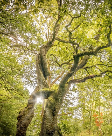 Betteleiche im Nationalpark Hainich